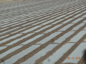 What are they growing?