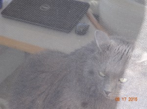 Please let me up, I'll be good