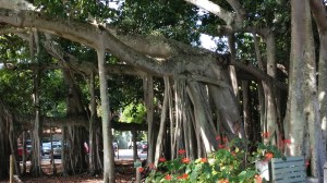 Banyan Tree