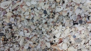 Here toothy, toothy, toothy