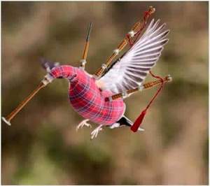 Scottish Humming Bird