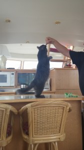 Get that treat Smokie