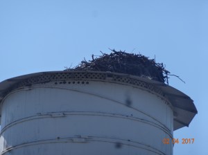 Big Bird's nest