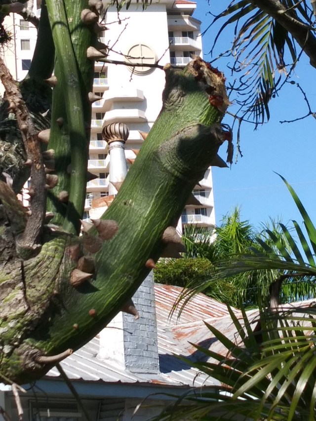 20191120 what kind of branch is this