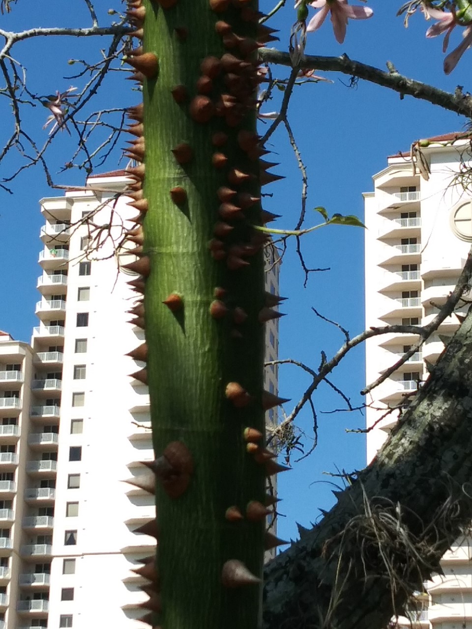 20191120 what kind of thorn is this