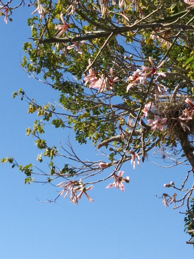 20191120 what kind of tree has pricks and flowers