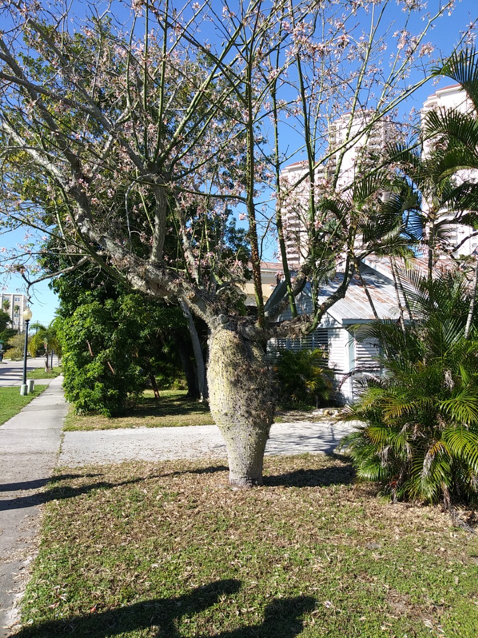 20191120 what kind of tree is this