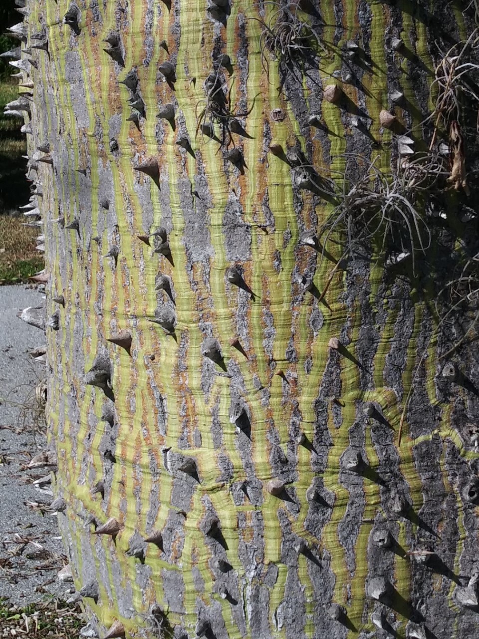 20191120 what kind of trunk is this