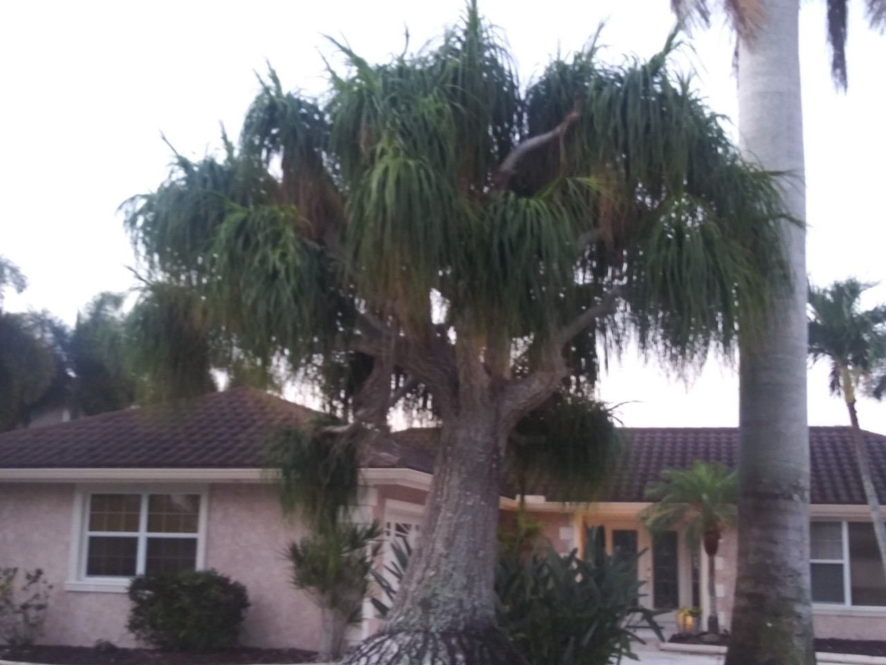 20200408 Big Pom Pom Palm