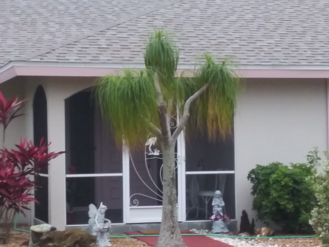 20200408 Pom Pom Palm